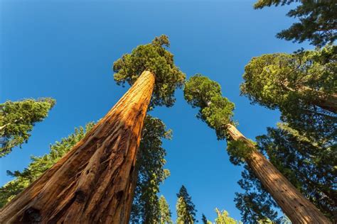 The tallest trees in the world in Redwood National Park in California ...