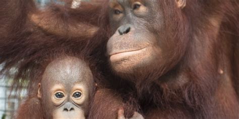 Rescued Orangutan Adopts Her Own Baby - Videos - The Dodo