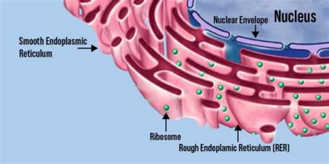 Difference Between Smooth and Rough Endoplasmic Reticulum - GeeksforGeeks