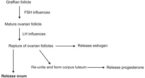 Oral Contraceptives (Estrogen, Progesterone and More)