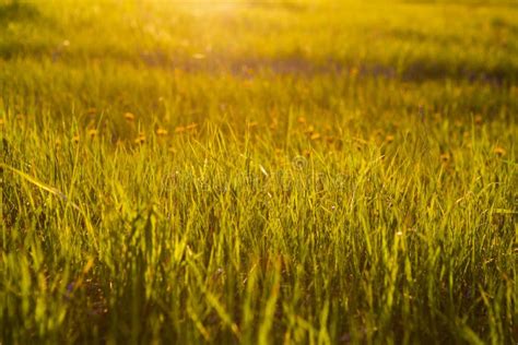 Beautiful Summer Sunset Landscape, Orange Green Grass. Stock Image - Image of landscape ...