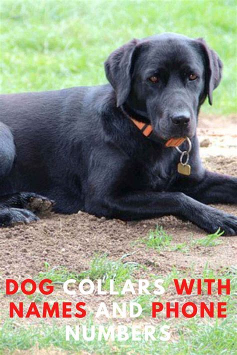 7 Best Custom Dog Collars with Names and Phone Numbers in 2024