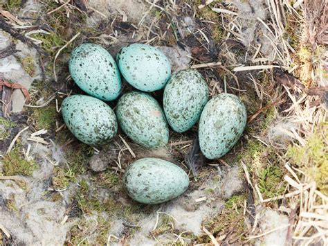 Raven Nesting (Behavior, Eggs + Location) | Birdfact