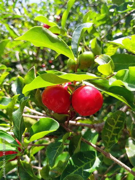 Acerola Stock Photo | Adobe Stock