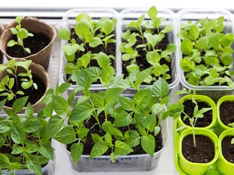 Reasons To Grow Seeds Indoors - Advantages Of Growing Seeds Indoors | Gardening Know How