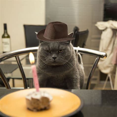 Pet Cat Dog Hat Western Cowboy Cat Dog Cowboy Hat Pet Hat Pet Cowboy ...