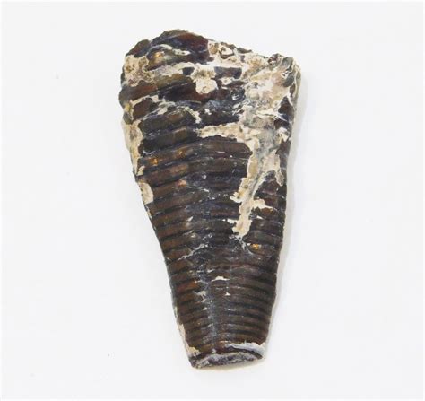 Cephalopod Belemnite Phragmocone UK Jurassic Oxford Clay - Jurassic - The Fossil Forum