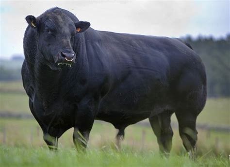 Aberdeen Angus cattle (Farm and Croft) | Cow, Cattle, Cattle ranching