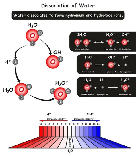 Dissociation of Water Molecule infographic diagram showing the chemical ...