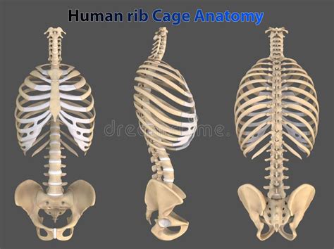 Discover the Fascinating Rib Cage Anatomy - Side View Explained! Click ...