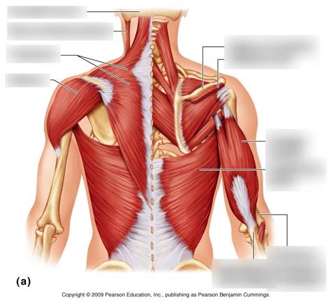 Muscles of the Posterior Shoulder Diagram | Quizlet