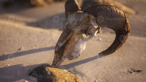 Skull with ram horns on the beach 5853268 Stock Photo at Vecteezy