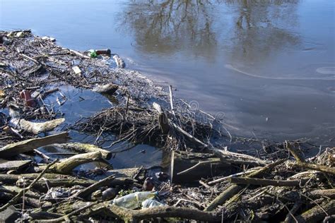 Pollution of the Lake, a Can of Beer Floating in the Water, Environmental Violations Stock Image ...