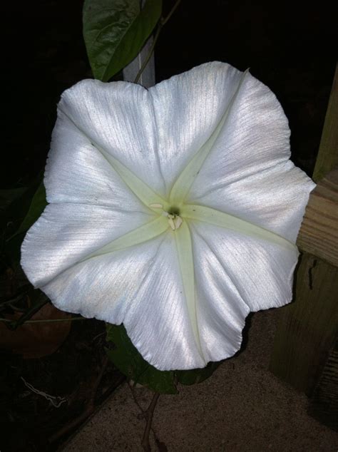 Night blooming flower... So cool! | Night blooming flowers, Night garden, Goth garden