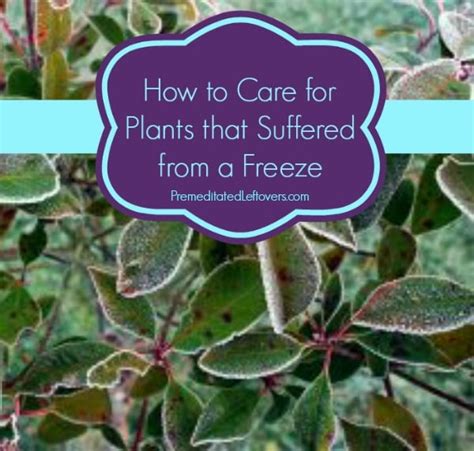 How to Care for Plants That Were Damaged in a Freeze