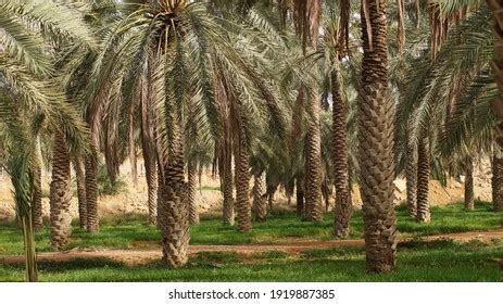 Dates Trees Farm Saudi Arabia Grasses Stock Photo 1919887385 | Shutterstock