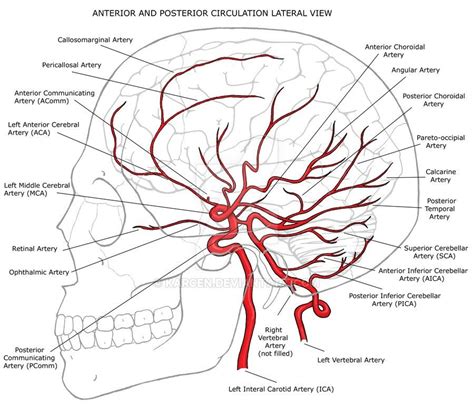 Circulación cerebral | Anatomy, Medical anatomy, Cerebral circulation