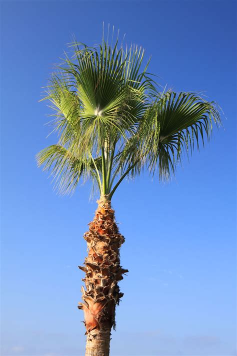 Palm Tree And Blue Sky Free Stock Photo - Public Domain Pictures