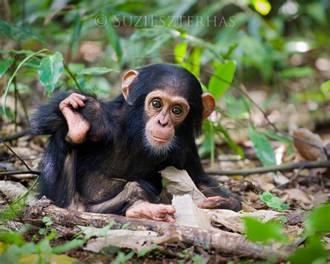 Cute Baby Chimpanzee Photo Print Baby Animal Photograph | Etsy