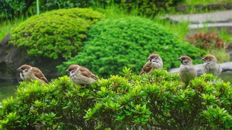 Ada Rencana Pembasmian Burung Pipit, Begini Kata Petani dan Pakar Burung