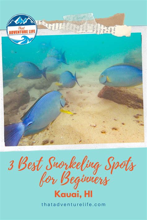 Top 3 Snorkeling Spots in Kauai, Hawaii, perfect for beginners | Best ...