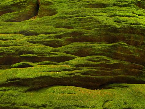 Green Moss Free Photo Download | FreeImages