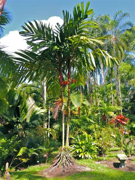 PlantFiles Pictures: Areca Species, Orange Crownshaft Palm, Pinang ...