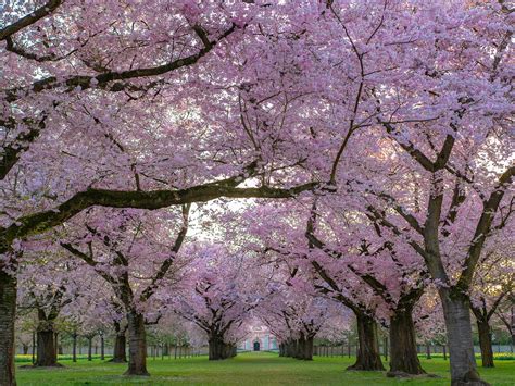 Study Finds 250 Mature Cherry Trees Can Absorb a Single Car's Carbon Emission | Science Times