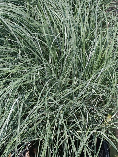 Learn about Carex flacca 'Blue Zinger' | Blue Zinger Blue Sedge | Perennial Encyclopedia