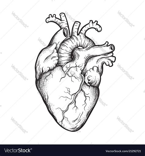 Royalty-Free Vector Images by Croisy (over 950) | Anatomical heart ...