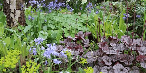 How to Grow Coral Bells - Stephens Landscaping Professionals