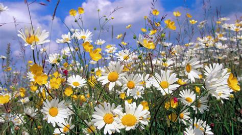 field of daisies hd - Clip Art Library