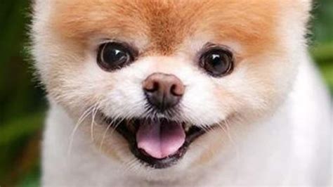 World’s Cutest Dog Boo the Pomeranian dies of ‘heartbreak’ | Adelaide Now