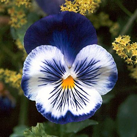 35 Blue Pansy joker Flower Seeds / Wonderfully Fragrant Annual - Etsy