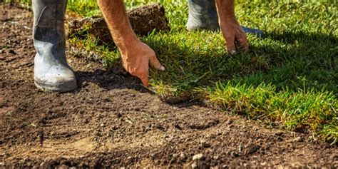 Fescue SOD Installation in Charlotte | The Wizard of SOD