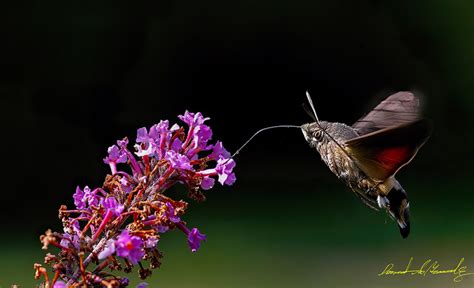 Hummingbird Moth – Images Au Natural