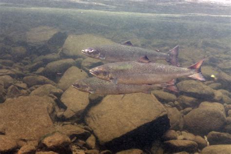 Atlantic Salmon (Protected) | NOAA Fisheries