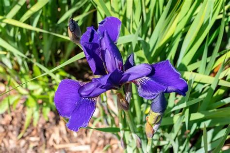 Japanese Iris Vs Siberian Iris - 5 Major Differences