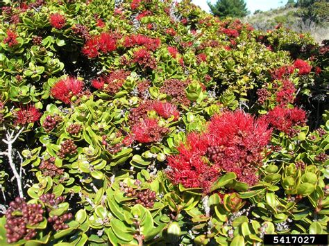 'ohi'a lehua (Metrosideros polymorpha)