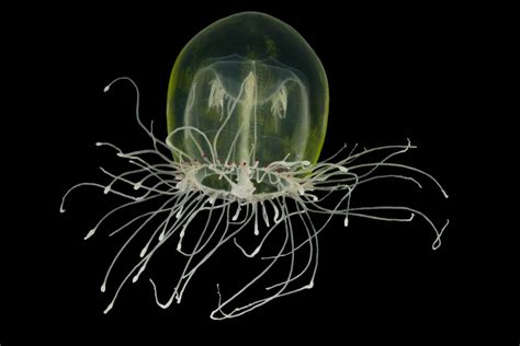 Striking Portraits Bring the Bizarre Beauty of Marine Invertebrates to ...