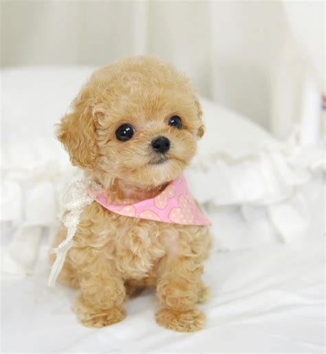 Poodle puppies for sale