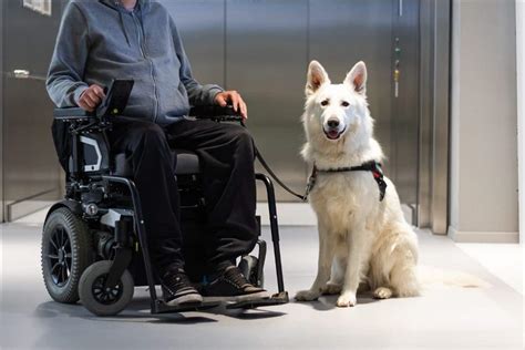 Become a Service Dog Trainer - The Academy of Pet Careers