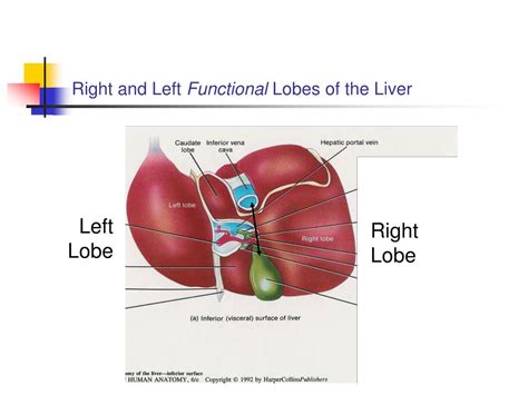 PPT - THE LIVER PowerPoint Presentation, free download - ID:5191228