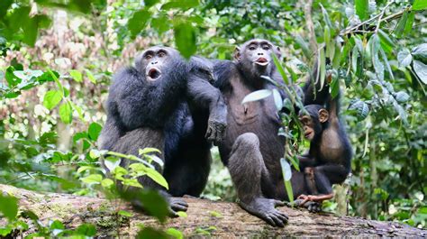 Chimpanzee Traditions Are Being Lost Along With Their Habitats | Gizmodo Australia