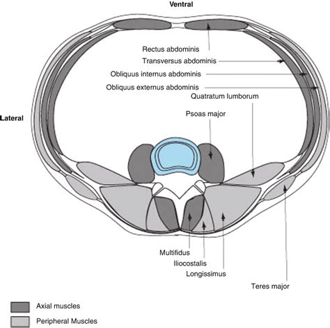 Anatomy of the Erector Spinae: Review | Musculoskeletal Key