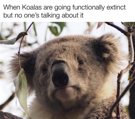 Sad koala sounds : dankmemes