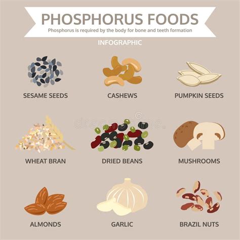 Phosphorus Foods, Food Info Graphic, Vector Stock Vector - Illustration of dried, vegetarian ...