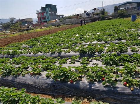 Strawberry Farm (La Trinidad) - 2021 All You Need to Know Before You Go (with Photos) - La ...