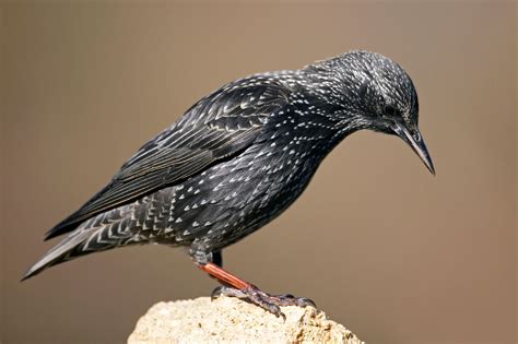 Starling photo ID guide - BirdGuides