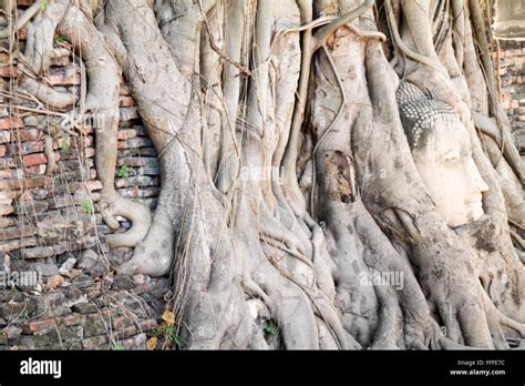 Buddha Head in Tree Roots, Wat Mahathat, Ayutthaya, Thailand Stock ...